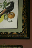 Professionally Double Matted & Framed in Hand-painted Frame 26.5”x 22.25” VERY RARE Authentic Limited Edition 1960 Descourtilz Folio of Tropical Cassique Huppe or Pied-Breasted Oropendola Bird Plate 43 from Brazil (DES6)