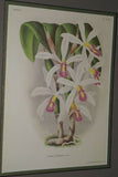 Lindenia Limited Edition Print: Laelia Superbiens Lindl (White and Fushia) Orchid Collectible Art (B5)