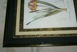 REDOUTE CYRTANTHUS KNYSNA LILY HAND PAINTED SIGNED FRAME 4x MATS FLOWER PRINT