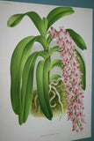 Lindenia Limited Edition Print: Vanda Tricolor Var Tenebrosa (Magenta, White and Yellow) Orchid Collector Art (B5)