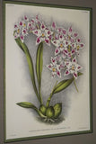 Lindenia Limited Edition Print: Odontoglossum x Adrianae Var Crawshayanum (White with Speckled Sienna)  Orchid Collector Art (B4)