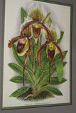 Lindenia Limited Edition Print: Paphiopedilum, Cypripedium x Bruxellense, Lady Slipper (Sienna and Yellow) Orchid Collector Art (B5)