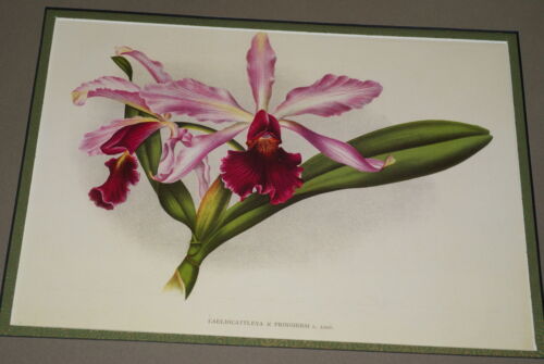 Lindenia Limited Edition Print: Laeliocattleya x Pringiersi (Magenta and Fushia) Orchid Art Collectible (B5)