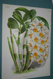 Lindenia Limited Edition Print: Dendrobium Rutriferum Orchid (Fushia and White) Collectible Art (B1)
