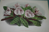 Lindenia Limited Edition Print: Paphiopedilum, Cypripedium Superbiens, Lady Slipper (Maroon) Orchid Collector Art (B2)