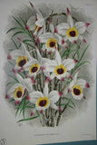 Lindenia  Limited Edition Print: Dendrobium Purpureum Candidulum (White) Orchid Collector Art (B1)