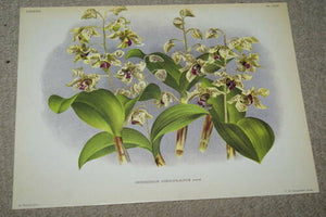 Lindenia Limited Edition Print: Dendrobium Atroviolaceum Rolfe (Multi-colored) Orchid  Collector Art (B4)