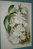 Lindenia Limited Edition Print: Catasetum x Splendens Var Rubiginosum (Yellow and Sienna)Orchid Collector Art (B4)