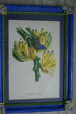 Professionally Matted & Framed in Hand-painted Frame 23”x 16” VERY RARE Authentic Limited Edition 1960 Descourtilz Folio of Tropical Archbishop Tanager or Tachyphone Archeveque Bird Plate 35 from Brazil (DES13)