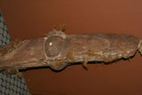 40"x 9 Rare Old Ancestor Japandai Wood Oracle Spirit Mask Sepik Papua New Guinea