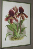 Lindenia Limited Edition Print: Paphiopedilum, Cypripedium Hybrids Claudi Lathamianum & Weathersianum, Lady Slipper Orchid Collector Art (B3)