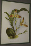 Lindenia Limited Edition: Lycaste Lasioglossa Orchid (Orange and Yellow) Collectible Wall Art Decor (B3)