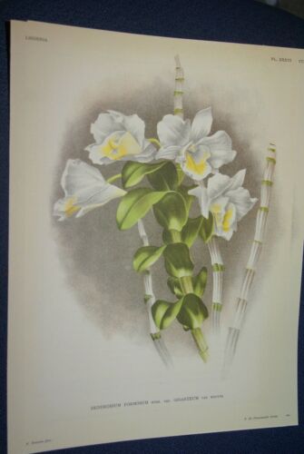 Lindenia Limited Edition Print: Dendrobium Formosum Roxb Var Giganteum Van Houtte (White and Yellow) Orchid Collector Art (B4)