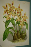Lindenia Limited Edition Print: Odontoglossum Lucianianum (White and Sienna) Orchid Collector Art (B1)