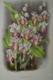 Lindenia Limited Edition Print: Cirrhopetalum Picturatum (Earth tone) Orchid Collector Art (B4)