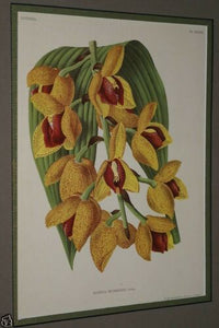 Lindenia Limited Edition Print: Acineta Humboldti Lind Orchid (Yellow and Red) Collectible Art (B5)