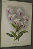 Lindenia Limited Edition, Brassia Caudata Var Hieroglyphica Print (Tricolor: Yellow, white and Magenta) Orchid Club Art Collectible Decor (B1)