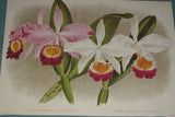 Lindenia Limited Edition Print: Epidendrum Prismatocarpum (Multicolor) Orchid Collector Art (B2)
