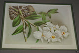 Lindenia  Limited Edition Print: Dendrobium Stratiotes AOS (White and Magenta) Orchid Collector Art (B1)