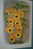 Lindenia Limited Edition Print: Dendrobium Hookerianum (Yellow) Orchid Collector Art (B5)