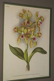 Lindenia Limited Edition Print: Laelia Purpurata Var Alba (White) Collector Orchid Art (B2)