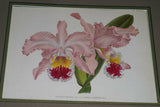 Lindenia Limited Edition Print: Cattleya Alexandrae L. Lind & Rolfe Var Tenebrosa Rolfe (Pink and Sienna)  Orchid Collectible Art (B3)