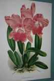 Lindenia Limited Edition Print: Cattleya x Mantinii G Mantin (Fushia) Orchid Collector Art (B4)