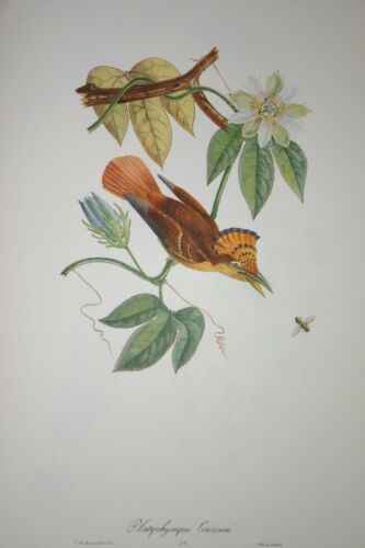 VERY RARE 1960 Rare Descourtilz Limited Edition Original Folio Lithograph Brazilian Bird Plate 59 Swainson's Royal Flycatcher or Platyrhynque Couronne