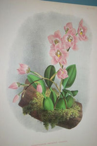Lindenia Limited Edition Print: Odontoglossum Cervantesi Lilacinum (Pink) Orchid Collector Art (B2)
