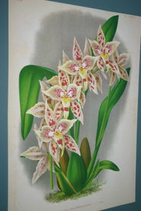 Lindenia Limited Edition Print: Odontoglossum Bleichroderianum (Pale Yellow with Speckled Red) Orchid Collector Art (B2)