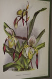 Lindenia Limited Edition Print: Paphiopedilum, Cypripedium x Wincqzianum L. Lind, Lady Slipper (Magenta) Orchid Collector Art (B4)