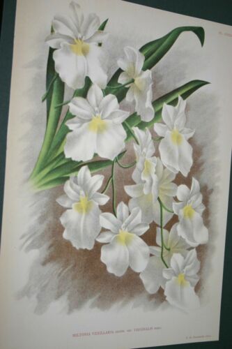 Collection of 9 Lindenia Limited edition Prints: Orchid Collectible White Flowers (B1, B2, B3, B5)