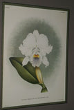 Lindenia Limited Edition Print: Cattleya Trianae Lind Var Lucida L. Lind (White with Fushia and Yellow Center)  Orchid Collector Art (B5)