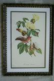 VERY RARE Professionally 2x Matted & in Hand-painted Frame  21`" x 15"  Authentic Limited Edition 1960 Descourtilz Folio of Scarlet Flycatcher or Moucherolle Rubin Bird Plate 31 from Brazil (DES9)