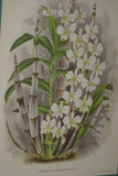 Lindenia Limited Edition Print: Dendrobium Leucolophotum (White) Orchid Collectible Art (B2)