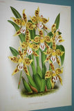 Lindenia Limited Edition Print: Odontoglossum Coradinei Var Grandiflorum (Yellow with Speckled Sienna) Orchid Collector Art (B1)