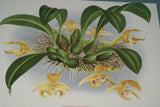 Lindenia Limited Edition Print: Yellow Galeandra Flaveola Orchid Collector Art (B1)