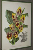 Lindenia Limited Edition Print: Catasetum Decipiens (Yellow and Sienna) Orchid Botanical Collector Art (B1)