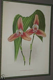 Lindenia Limited Edition Print: Lycaste x Luciani Van Imsch. Et Cogn. Var Superba (Magenta)  Orchid Collector Art (B5)
