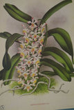 Lindenia Limited edition Print: Vanda Suavis Var Lindeni (White with Speckled Magenta) Orchid Collector Art (B1)