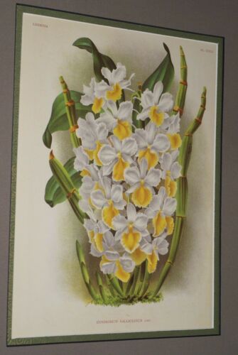 Lindenia Limited Edition Print: Dendrobium Galliceanum (White and Yellow) Orchid Collector Art (B2)