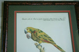 Rare Archival Art by Saverio Manetti (16 C.) Very Limited Edition Folio Lithograph of Parrot professionally framed in hand painted signed frame with  x3 acid free mats 21,5" X 18,75" Magnificent plate from The Natural History of Birds DESIGNER ART