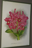 Lindenia Limited Edition Print: Cattleya Skinneri Lindl Var Oculata Hort (Fushia) Orchid Collector Art (B4)