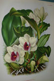 Lindenia Limited Edition Print: Rodriguezia Pubescens (White) Orchid Collector Art Decor (B2)