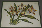 Lindenia Limited Edition Print: Odontoglossum Ruckerianum Rchb F Var Gournayanum (White, Purple and Yellow) Orchid Art (B5)