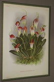 Lindenia Limited Edition Print: Masdevallia Bella (Sienna) Orchid Collectible Art (B2)
