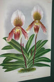 Lindenia Limited Edition Print: Paphiopedilum, Cypripedium Insigne Wallich Var Cinnamomeum, Lady Slipper (Yellow and White) Orchid Collector Art (B5)