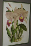 Lindenia Limited Edition Print: Cattleya Trianae Var Annae (Pale Pink with Magenta and Yellow Center) Orchid Collector Art