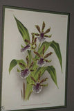 Lindenia Limited Edition Print: Zygopetalum Wendlandi (Yellow, White and Lavender) Orchid Collector Art (B3)