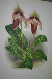 Lindenia Limited Edition Print: Paphiopedilum, Cypripedium Superbiens, Lady Slipper (Maroon) Orchid Collector Art (B2)